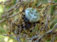 /album/araneidae/araneus-quadratus-2-jpg/